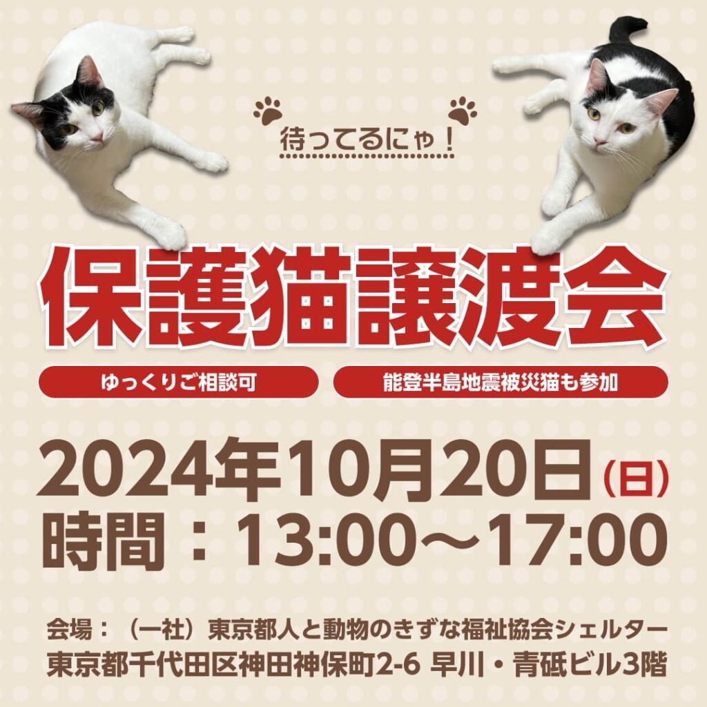 10月20日 (日) 能登の被災猫たちも参加します！オープンシェルター保護猫譲渡会のお知らせ