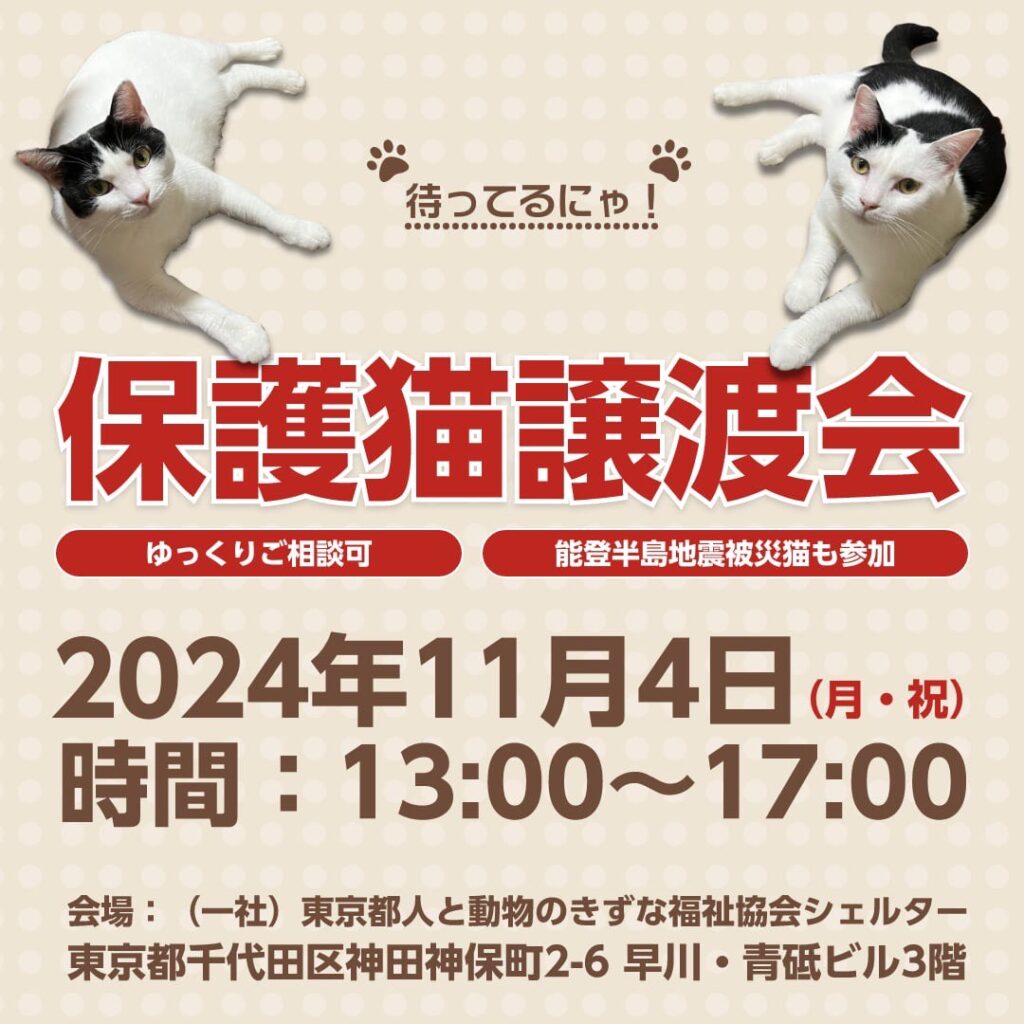 11月4日 オープンシェルター保護猫譲渡会のお知らせ