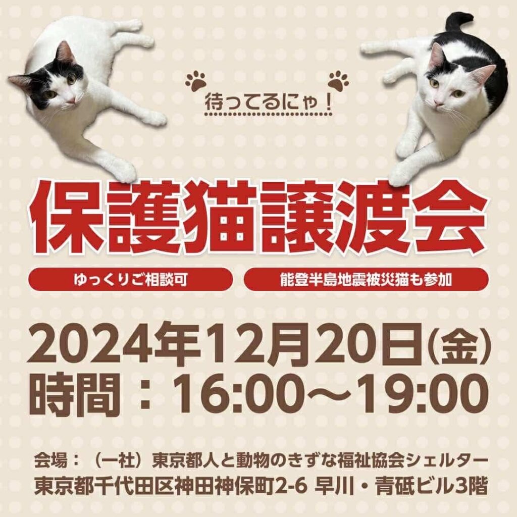 12月20日 オープンシェルター保護猫譲渡会のお知らせ