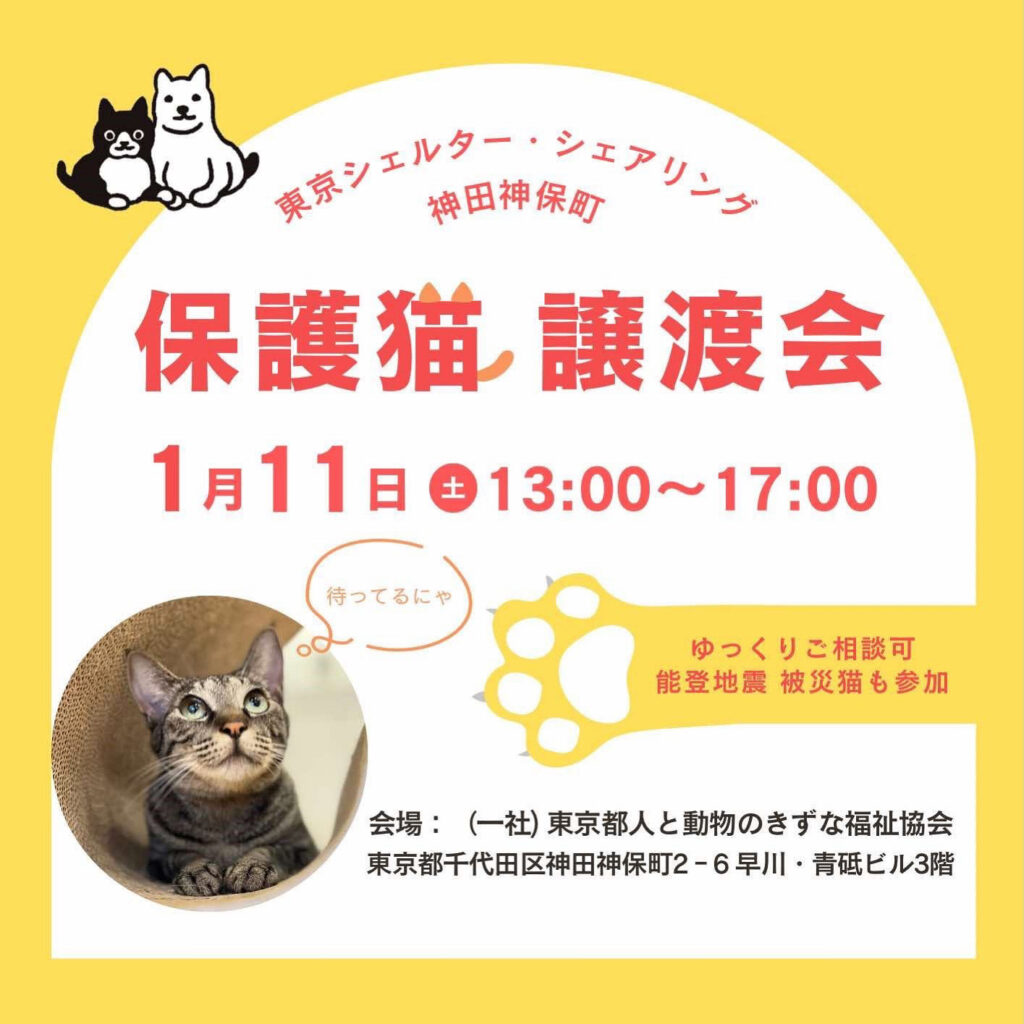 １月１１日 オープンシェルター保護猫譲渡会のお知らせ