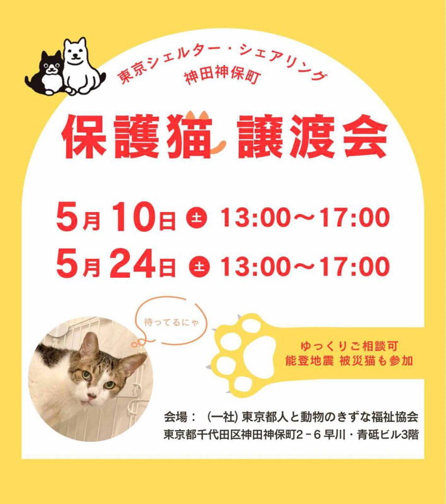 ５月オープンシェルター保護猫譲渡会のご案内