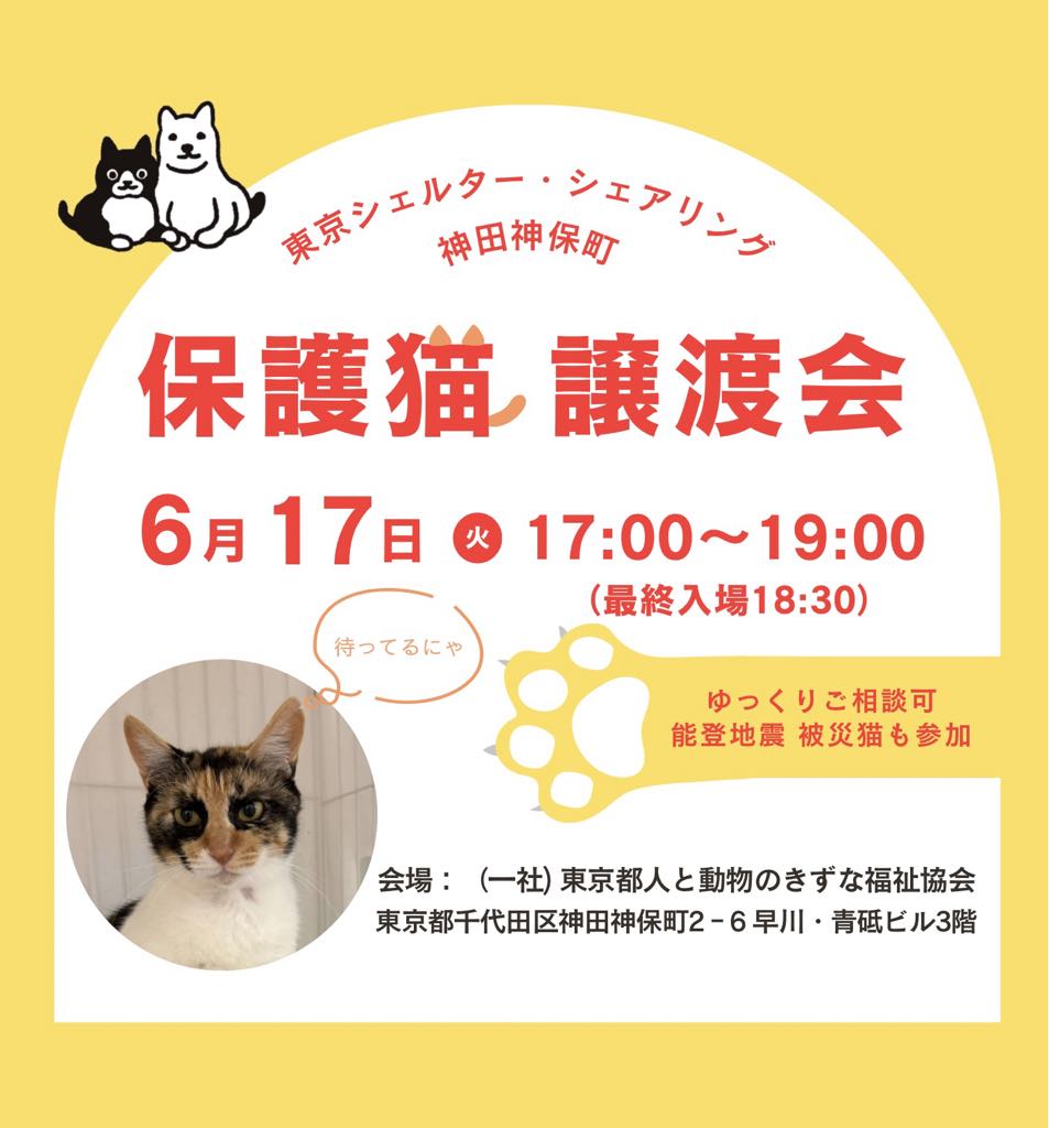【追加】６月オープンシェルター保護猫譲渡会のご案内