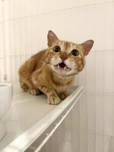 バッハ