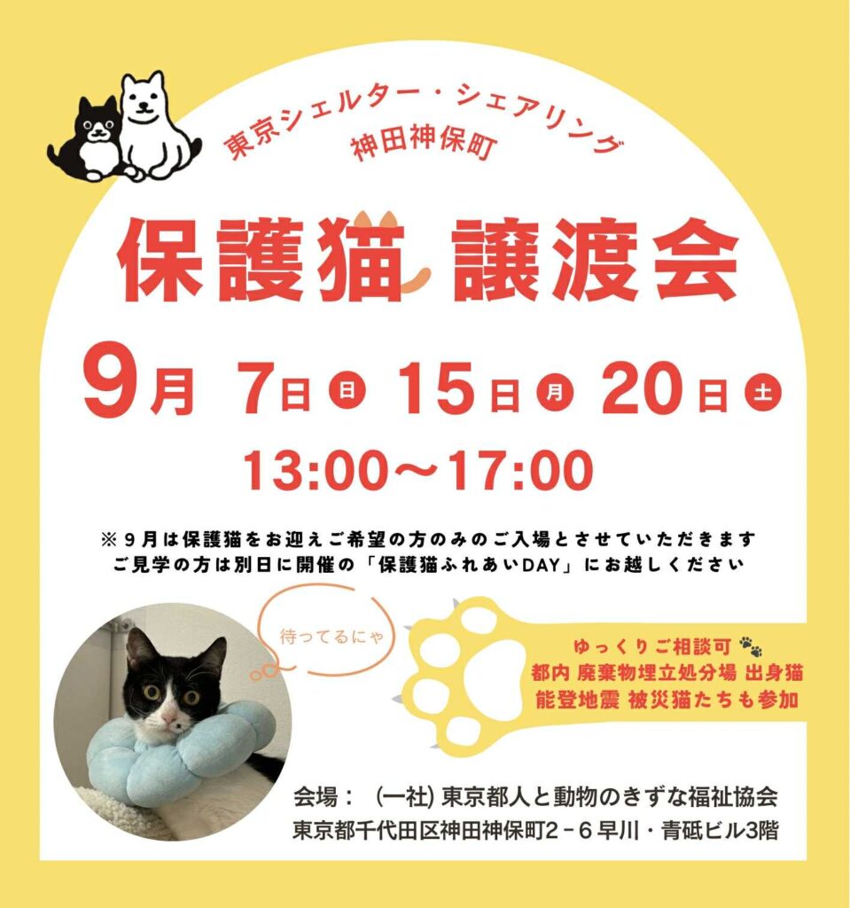 ９月オープンシェルター保護猫譲渡会のご案内