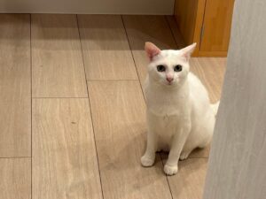 レモン