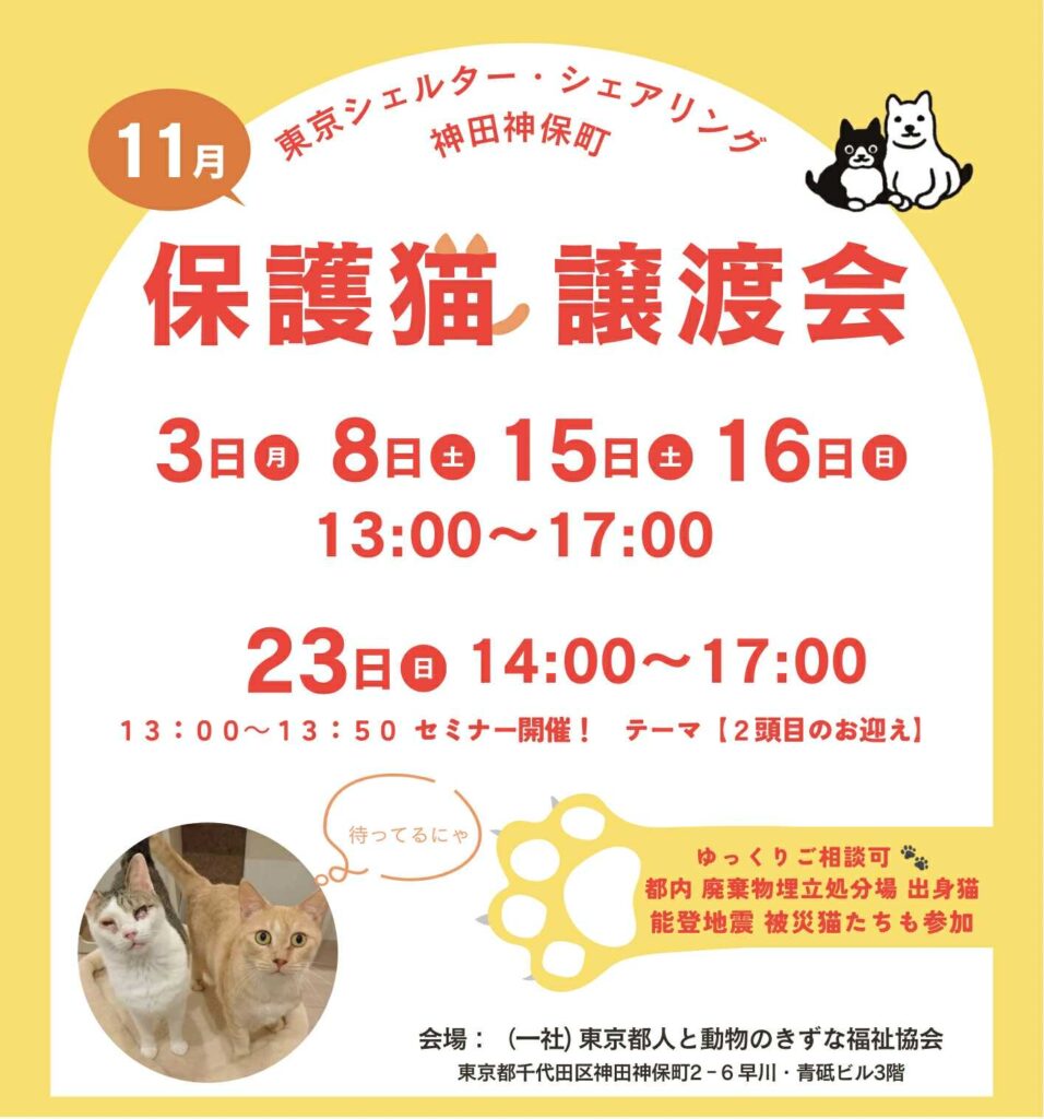 １１月オープンシェルター保護猫譲渡会のご案内