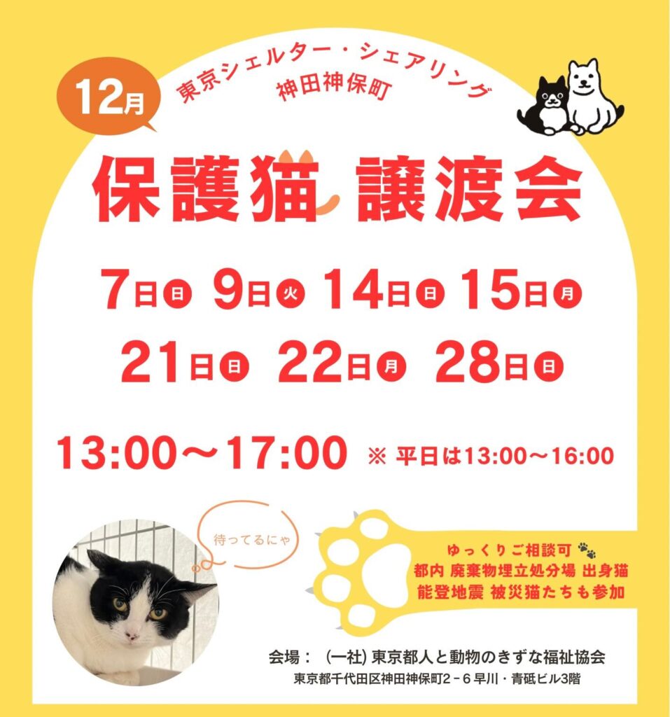１２月オープンシェルター保護猫譲渡会のご案内