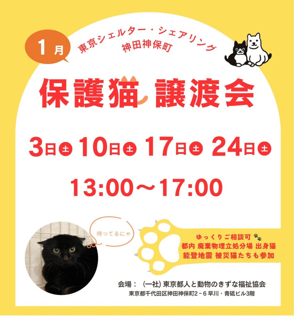 １月オープンシェルター保護猫譲渡会のご案内