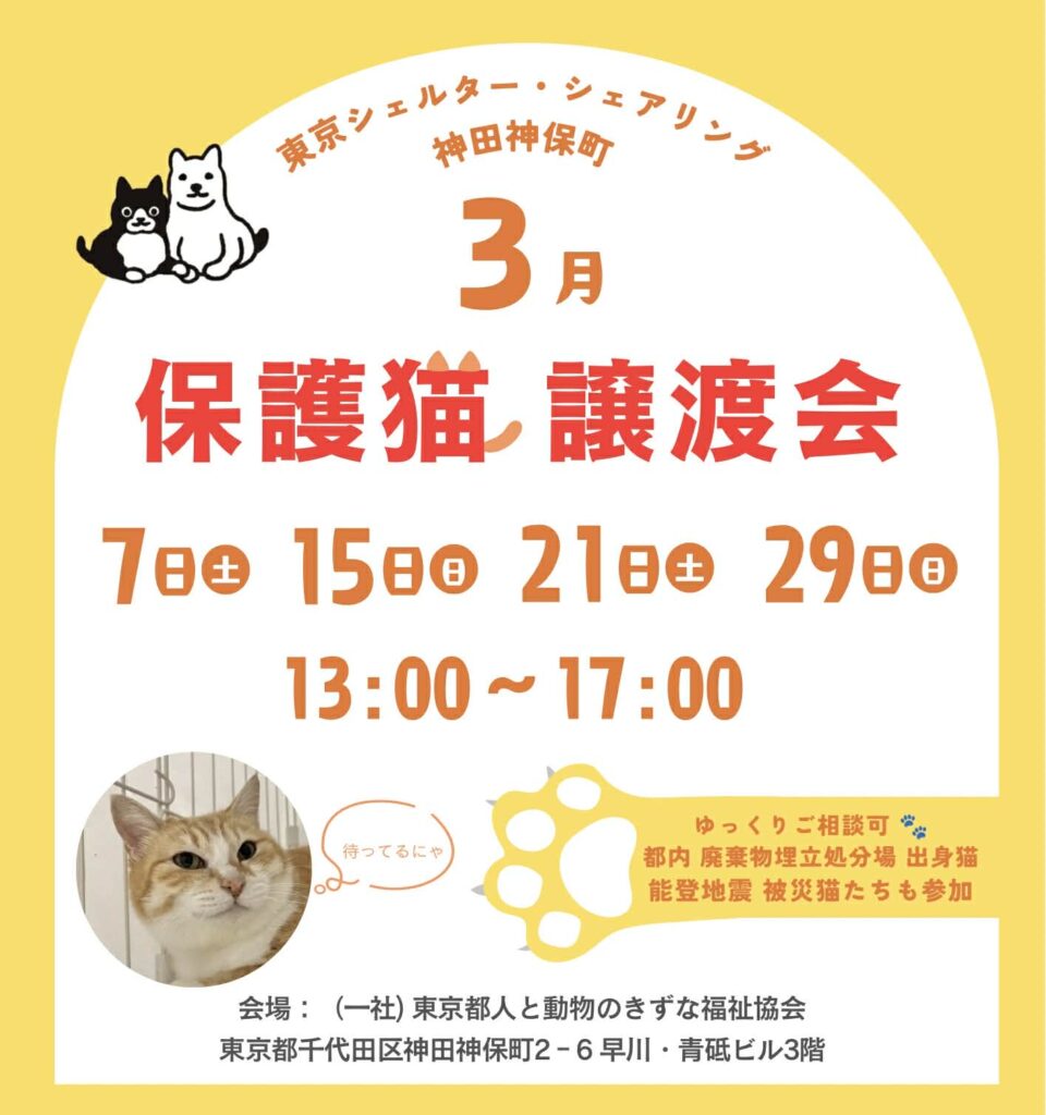 ３月オープンシェルター保護猫譲渡会のご案内