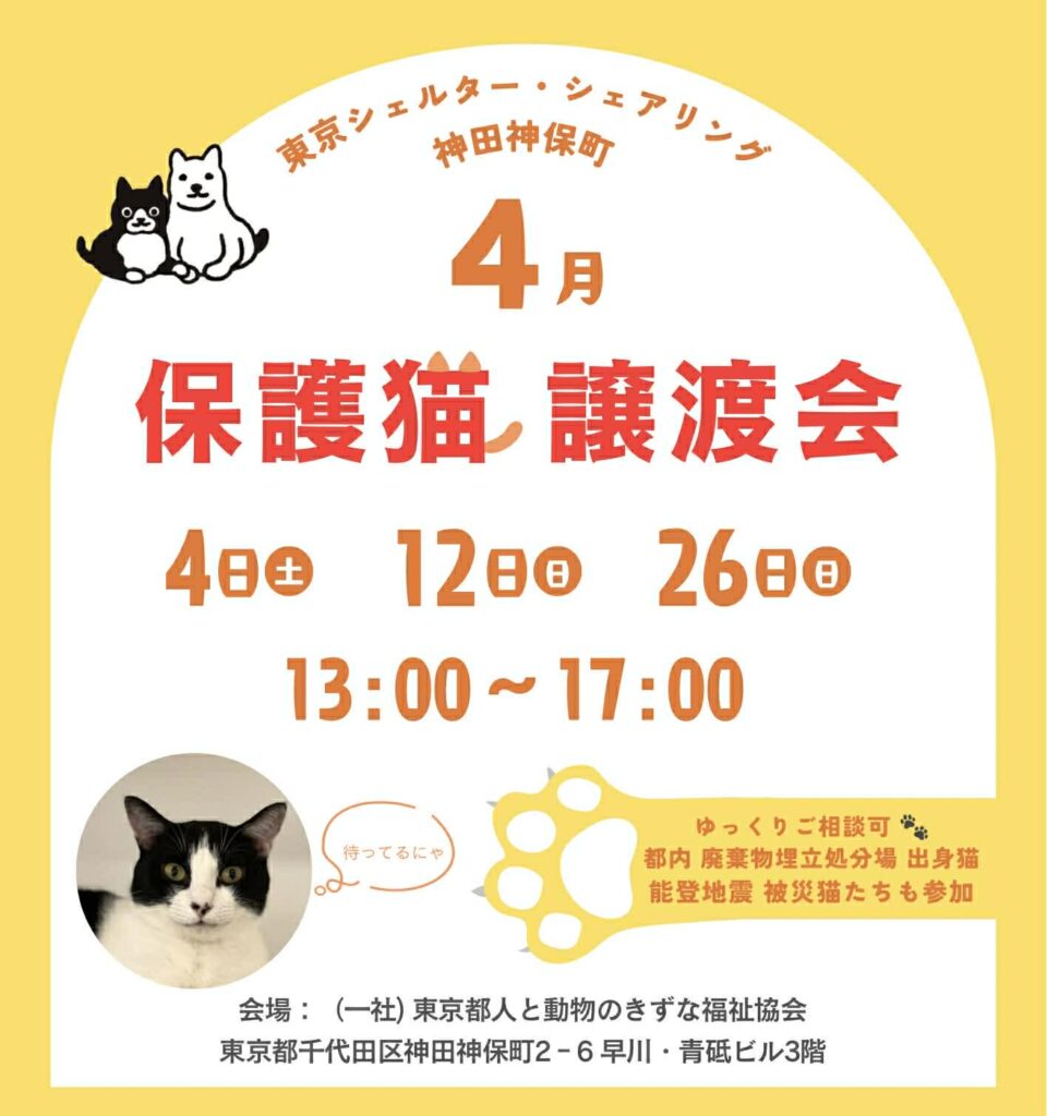 ４月オープンシェルター保護猫譲渡会のご案内