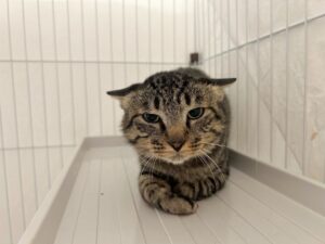 ミゲル