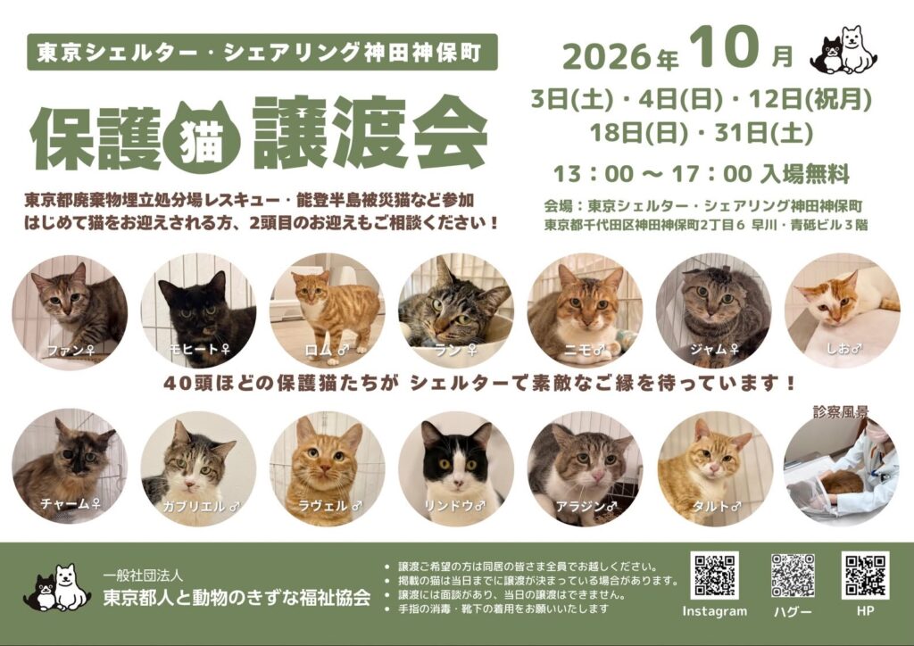 10月オープンシェルター保護猫譲渡会のご案内